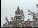 Washington DC Cherry Blossoms