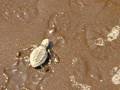 Olive Ridley Turtle - starting journey of life