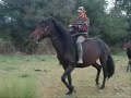 FOR SALE Greek mare and her filly (Shetan & Hookipa) FOR SALE Greek mare and her filly (Shetan & Hookipa)
