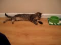 Koldo en adopcion en GATAWEB