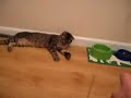 Koldo en adopcion en GATAWEB