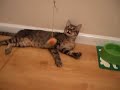 Koldo en adopcion en GATAWEB