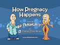 How Pregnancy Happens