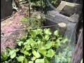 nuoi ran NU&Ocirc;I RẮN RI VOI - YouTube