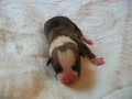 American staffordshire terrier pups