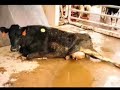 la maltraitance animal
