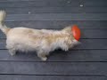 balloon boy 1