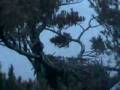 videos de 12 04 08 350 Maine bald eagle ...Brawl on Nest