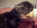 chatons persans
