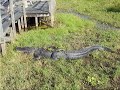 Airboat ride Everglades