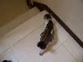 Paillasson le petit chat 4 Escort cat part 1 Paillasson le petit chat 4 Escort cat part 1