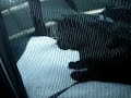 Cat Crying Sounds Like He's Saying Al Gore