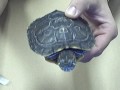 Turtle Shell