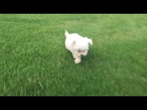 Teddy loves to play in the grass