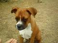 adiestramiento boxer