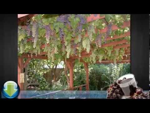 how to transplant muscadine vines