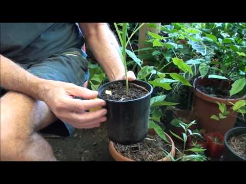 how to grow australian garlic