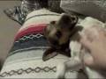 Jordache being silly - ADOPTABLE!