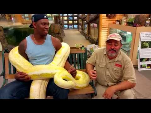 YouTube reptile video