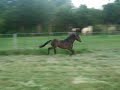 rock trot rock trot