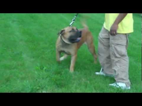boerboel