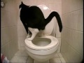cat on toilet ( funny at the end )