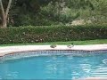 Ducks:  The Unexpected Visitors