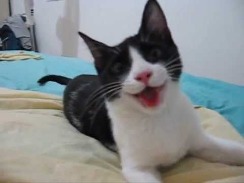 Cute Cats Youtube on Tags  Cat   Cats   Cute Cats   Kitten