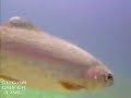 Underwater web cam - Big Rainbow Trout at Sugar Creek Ranch