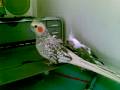 Youtube Cockatiel