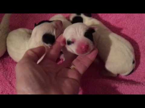 Jack Russell Terrier puppies 1 day old