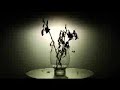 Tiberland & One Republice - Apologize