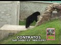 el zorro negro