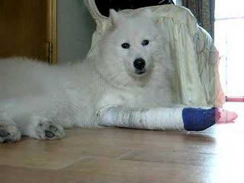 hurted samoyed singing