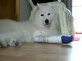 hurted samoyed singing