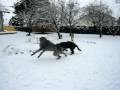 2009-01-06 | Irish Wolfhound Sumo im Schnee 2 ~> Irish Wolfhound Sumo im Schnee 2 ... (00:25)