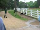 Bad Sheep