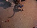 Charlie vs. The RC Helicopter 2008 Dog  Fighting
