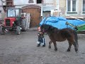 Ozi i szlachetny rumak Ozi i szlachetny rumak