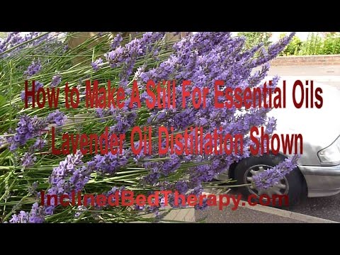 how to harvest lavender essential oil