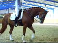 Ulla Salzgeber Dressage Warm Up Professional Competition