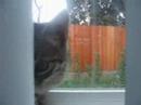 kittykittykitty kittykittykitty