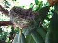 Baby hummingbird chillin\