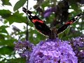 Red admiral feeding
