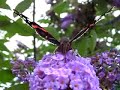 Red admiral feeding