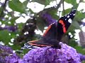 Red admiral feeding