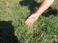 Foliar fertilisers deliver better pasture, more stock Foliar fertilisers deliver better pasture, more stock