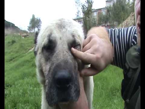 kangal