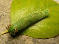 Oruga de 