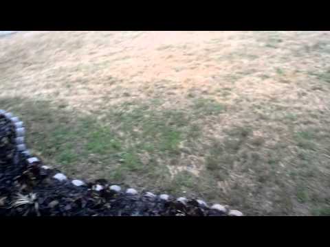 LAWNtalk101!!!!!ep:part2:VIGORO Tall Fescue Challenge!!!!!!!!!!